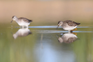 Wood sandpiper (Tringa glareola) in shallow water