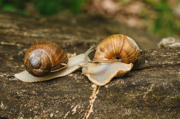 
Two snails crawl towards each other on a log. Love story of snails in the forest