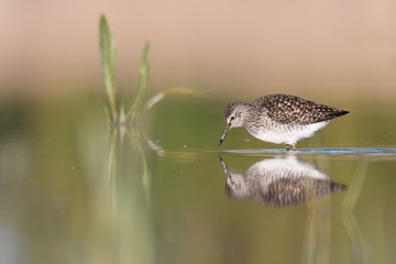 Wood sandpiper (Tringa glareola) in shallow water