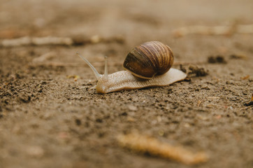 
The snail crawls along the path. Brown background. Wildlife. Forest