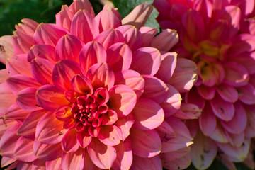 pink dahlia flower