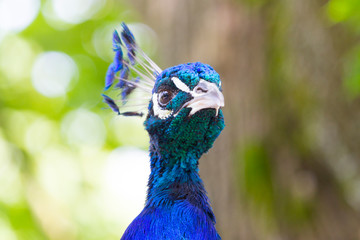 Naklejka premium Peacock head close up, trees in the background 