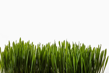 Fototapeta na wymiar Green shoots of oats on a white background