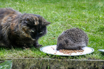 cat and hedgehog feeding © Terry