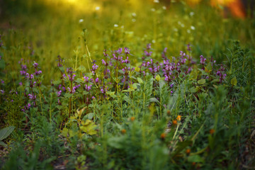 Spring flower field.
