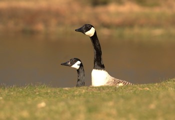 canada goose in the water