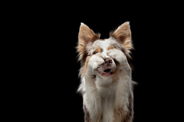 the dog waves paws. Funny border collie on a black background in the studio
