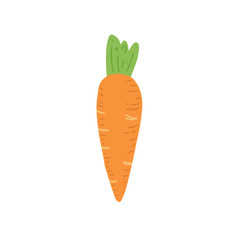 Carrot vector illustration isolated. Concept of healthy food, vegetable. Carrot have abstract, simple cartoon, hand drawn style.