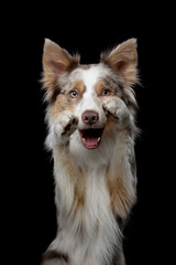 the dog waves paws. Funny border collie on a black background in the studio