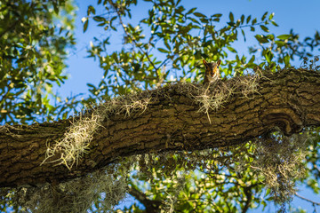 Squarrel peaking over branch in tree