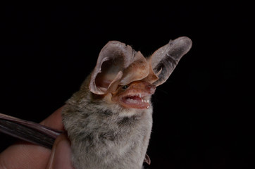 Fototapeta na wymiar The Brazilian Bat, tropical big-eared brown bat (Histiotus velatus), is a bat species from South America. It is found in Bolivia, Peru, Argentina, Brazil and Paraguay.