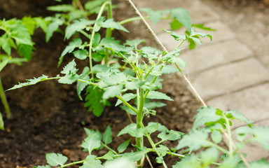 Green bushes of tomatoes in pots in a greenhouse. Tomato seedlings. Concept of organic food