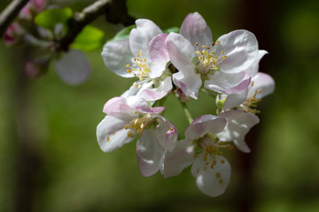Detail of the Apple Tree Flower