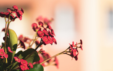 red flowers on a black background