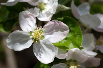 Fototapeta premium Detail of the Apple Tree Flower