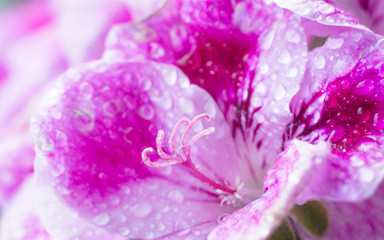 close up of a pink flower