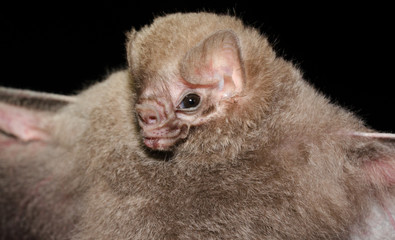 he Brazilian bat, hairy-legged vampire bat (Diphylla ecaudata) is one of three species of vampire...
