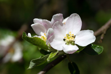 Obraz na płótnie Canvas Detail of the Apple Tree Flower