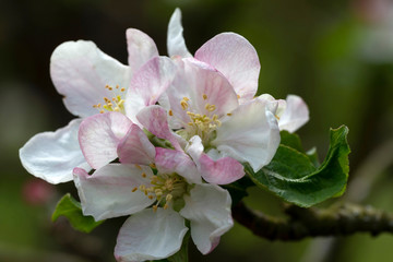 Detail of the Apple Tree Flower