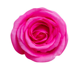 pink rose flower isolated on white