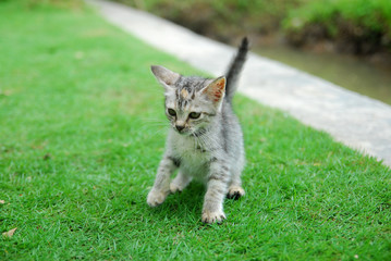 Obraz premium Cute domestic kittens learn to walk on green grass