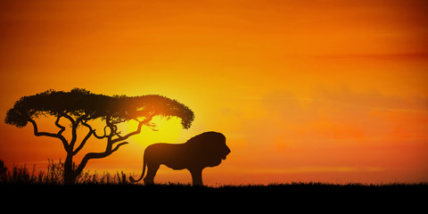 Naklejka na ściany i meble African landscape at sunset with silhouette of a lion