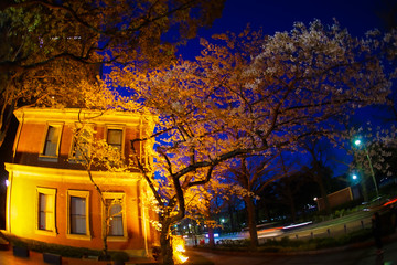 夜桜と洋風建築の家（横浜・みなとみらい）
