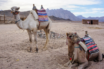 camels in the desert