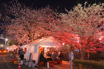 大岡川プロブナードの夜桜