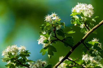 weiße Blüten eines Baumes