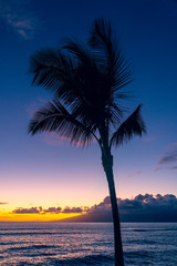 Fototapeta na wymiar Tropical palm tree waving in wind
