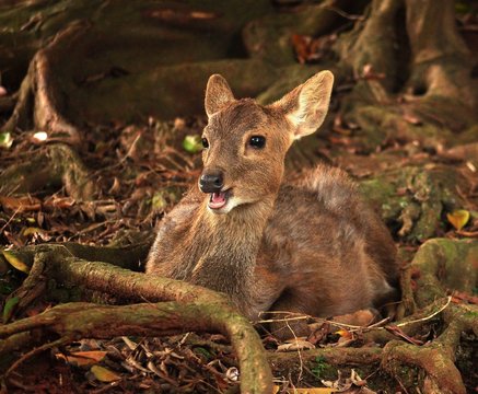 Bawean Deer In Zoo