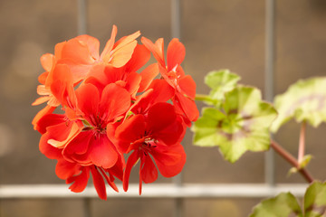 Red pelargonium in bloom close up, very beautiful flower. How to grow pelargoniums concept