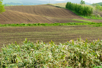 作付を待つ広大な北海道の農地 © oonoteruaki