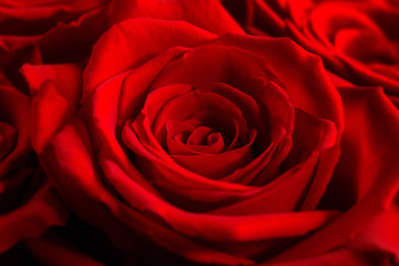 rose, red rose, rosa, romance,  floral, Rosaceae, queen of flowers, floral arrangement, bloom, florist, Rosa Gallica, Valentines Day