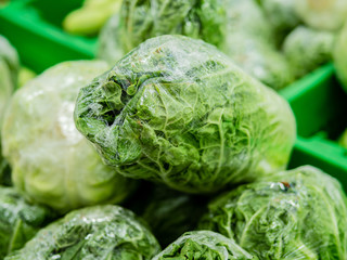 Nappa cabbage, Brassica rapa pekinensis, Chinese cabbage, vegetable crop with oblong shaped heads of tightly packed crinkly light green leaves.