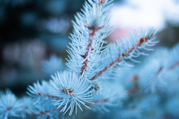 snow covered spruce needles