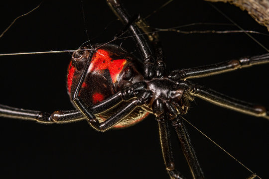 black widow over spiderweb