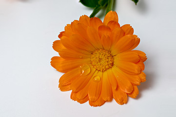 calendula water drops orange flower clear background © K.Jagielski