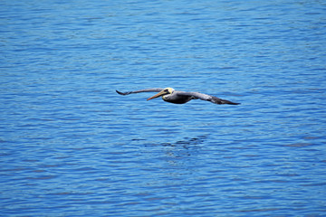 A Soaring Pelican