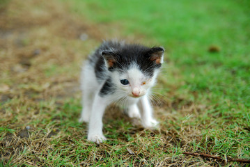 Cute domestic kittens learn to walk on green grass