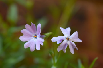Evergreen perennial phlox subulata with masses of starry purple flowers adorned with violet centres They smother the green needle like foliage in spring Ideal for rocky areas slopes and flower borders