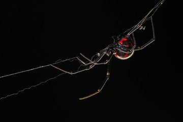 black widow over spiderweb