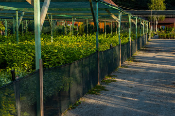 frame for plants with a grid for creating flowers in the garden center