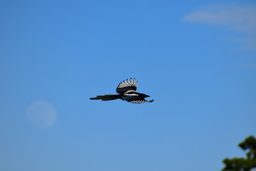 A magpie in flight outer half of the short rounded wings appears white Black long tailed omnivore...