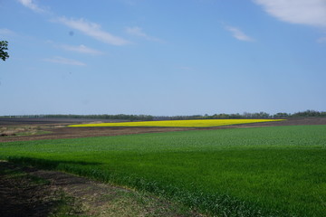 green field with blue sky