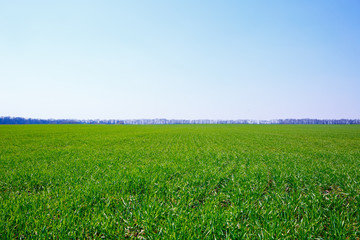 A green field on which grass grows. Agricultural landscape in the summer