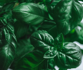 Close uo of bunch of basil leaves background/texture