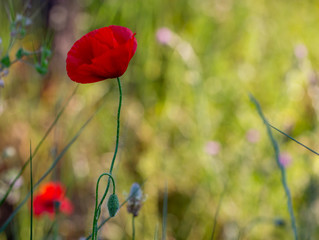 Obraz premium Lonely red poppy in the undergrowth at sunset