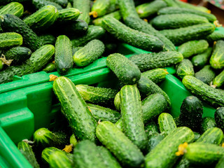 Cucumbers in plastic boxes on the market.